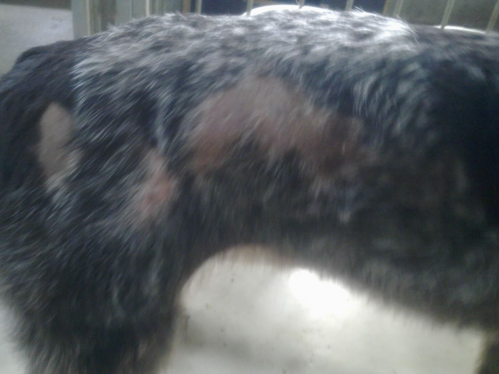 Seasonal alopecia Dansk Veterinærdermatologisk Netværk